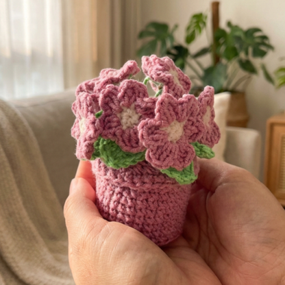 Pink Primrose Pot
